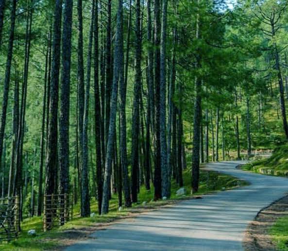 Pine Forest