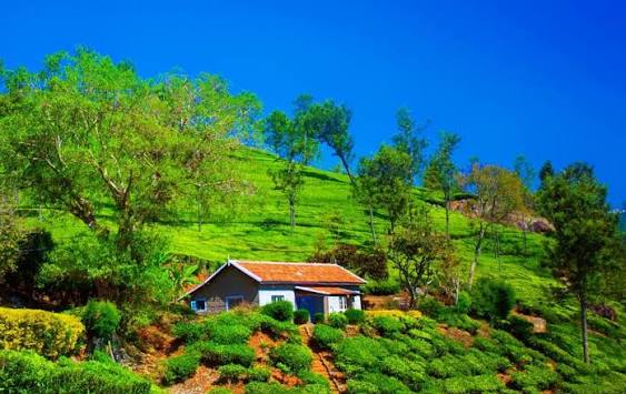 Ooty to Coonoor Road Trip: A Scenic Half-Day Guide