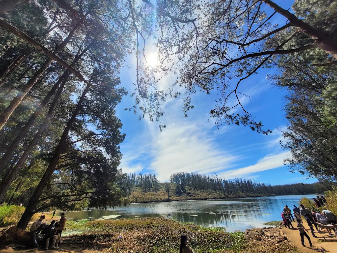 Pine Forest Ooty